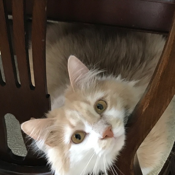 Meet your Posher, Addie - Picture 8 of 8